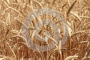 Close up of a Wheat field