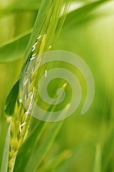 Close-up: wheat field