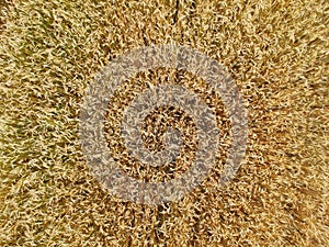 Close up on wheat field, aerial top view