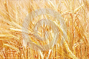 Close up of a wheat field and grains