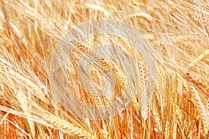 Close up of a wheat field and grains