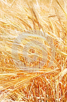 Close up of a wheat field and grains