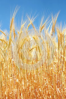 Close up of a wheat field and grains