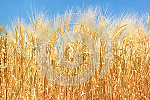 Close up of a wheat field and grains