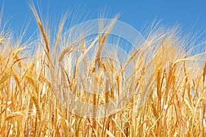 Close up of a wheat field and grains