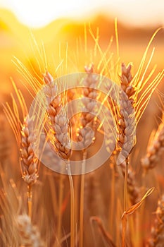 Close Up of a Wheat Field at Sunset