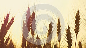 Close-up of wheat in a field on a sunset background. Cultivation and harvesting.