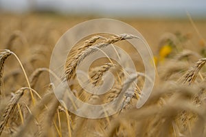 Close up of a wheat field. Wheat field. Ears of golden wheat. Field of ripening rye. Farm with wheat field. Grain industry