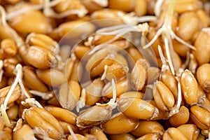 Close up of wheat germ background