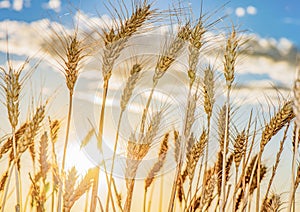 Wheat grain blowing in the wind