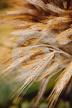 Close up of wheat grain on husks