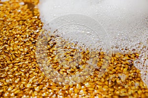 Close up of wheat grains inside of a modern kettles, vessels, in a beer plant in Quito