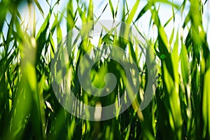 Close-up of wheat grass growing from the roots in the soil under the blue sky, closeup. Natural background