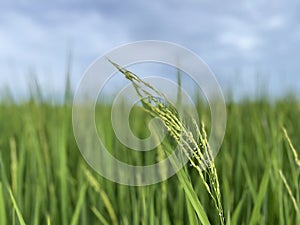 Close-up of wheat growing on paddy field against sky