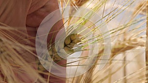 Close up wheat with hand that cultivate it