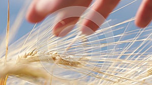 Close up wheat with hand that cultivate it