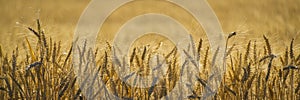 Close up, wheat, harvest time photo