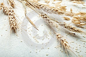 Close-up, wheat spike on white background, space for text