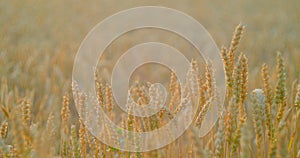 Close-up wheat spikelets, warm summer sunset. Evening light bright sun beams. Illuminated stalks of cereal crops