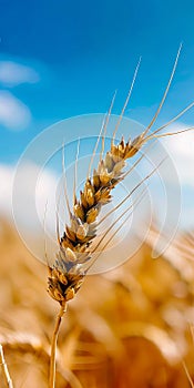 A close up of a wheat stalk in a field