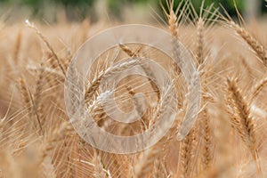 Close up of wheat stem in field during a sunny day