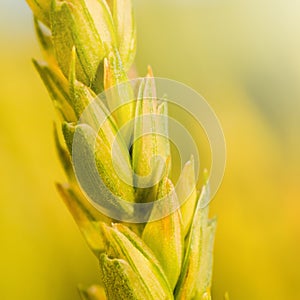 Close up of wheat stem - square composition