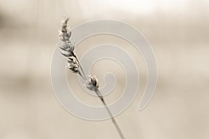 Close up of wheat stem in the wind