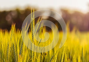 Close-up of wheat straw on field