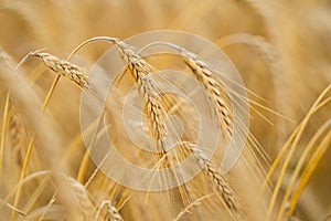 Close up of wheat. Wheat field. Golden wheat. Field of ripening rye. Farm with wheat field. Grain industry. Eco farming.