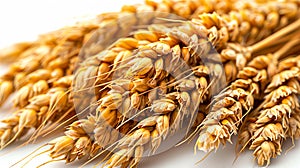 A close up of wheat on a white background