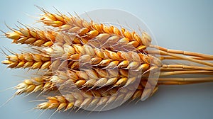 A close up of wheat on a white surface