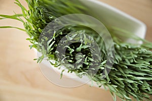 Close up wheatgrass