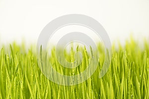 Close up wheatgrass