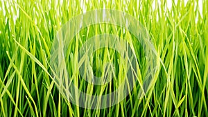 Close up of wheatgrass plant for a background