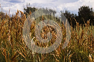 Close-up of wheatgrass variety in Grand Teton National Park with trees in the background