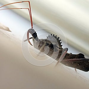 Close up of wheel bug