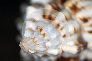 Close up whelk shell with brown spots, sea shell, mollusk shell,