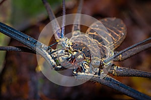 Close up of a whip Scorpion walking toward viewer through dry leafs, whip Scorpion amblypygi inside of the forest in