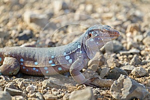 Close up whiptail lizard on stones