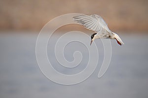 Close-up of a Whiskered tern(Chlidonias hybrida) flying on sky