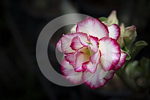 Close-up of white Adenium flower with pink edge blooming in the garden on a dark background.