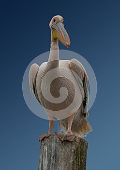 Close up of white African Pelican, Pelecanus onocrotalus, on blue background