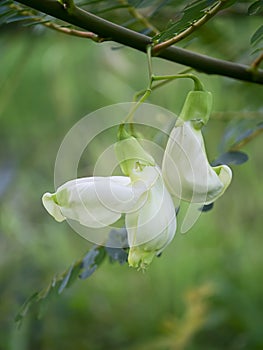 Close up white Agasta flower on tree