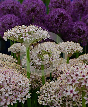 A close up of white allium flowers with purple alliums in the background