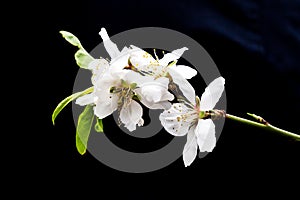 Close up white almond flowers