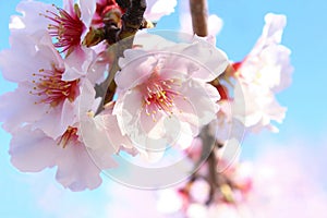 Close up white almond flowers blossom photo