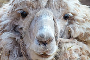 Close up of white Alpaca