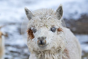 Close up of White Alpaca Looking Straight Ahead. Beautiful llama farm animal at petting zoo