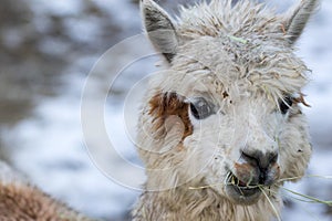 Close up of White Alpaca Looking Straight Ahead. Beautiful llama farm animal at petting zoo