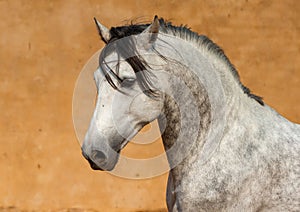 Close-up of a white Andalusian Spanish Pura Raza Espanola horse running against a yellow background